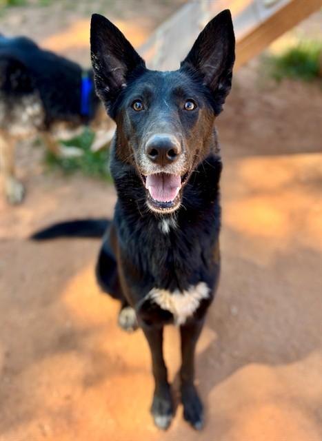 Enlarge LOLA, a Adoptable mixed breed in York, SC image 1/1
