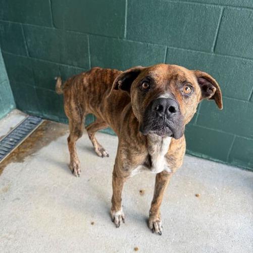 Crunch, Adoptable, Adult Male Boxer.