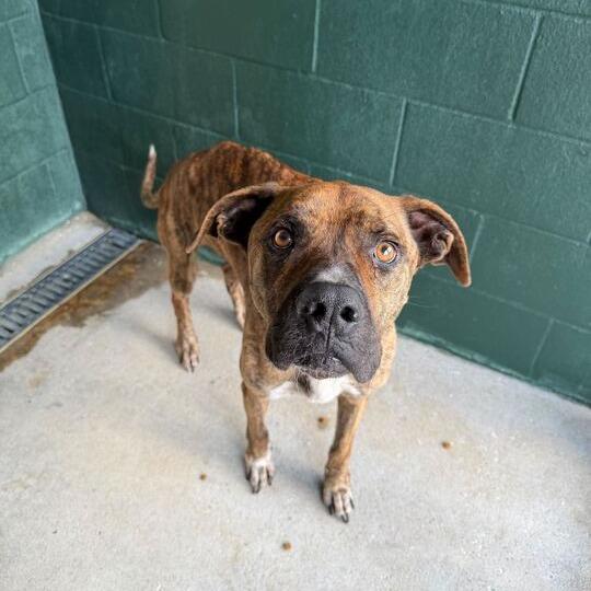 Enlarge Crunch, a Adoptable mixed breed in Carencro, LA image 2/4