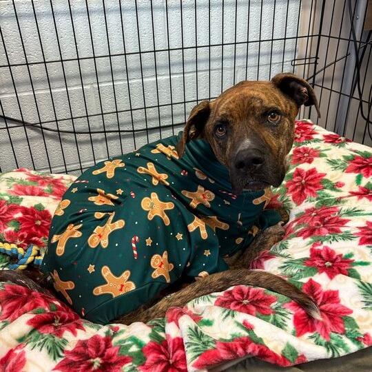 Crunch, Adoptable, Adult Male Boxer.