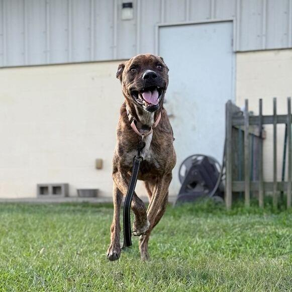 Enlarge Crunch, a Adoptable mixed breed in Carencro, LA image 3/4