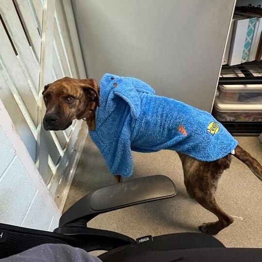 Enlarge Crunch, a Adoptable mixed breed in Carencro, LA image 2/5