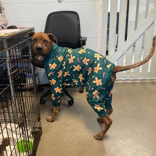 Enlarge Crunch, a Adoptable mixed breed in Carencro, LA image 3/5