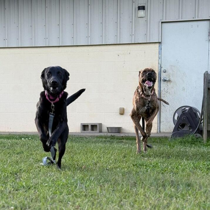 Enlarge Crunch, a Adoptable mixed breed in Carencro, LA image 4/4