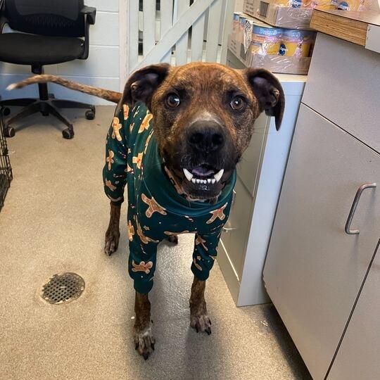 Enlarge Crunch, a Adoptable mixed breed in Carencro, LA image 4/5