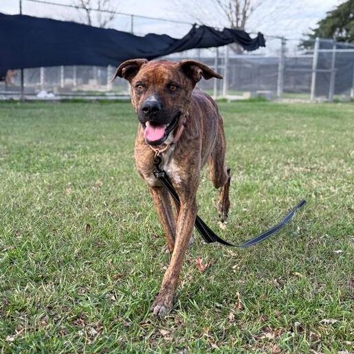 Enlarge Crunch, a Adoptable mixed breed in Carencro, LA image 5/5