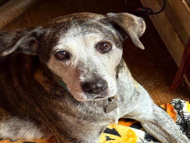 NIBBLER, Adoptable, Adult Female Pit Bull Terrier & Mixed Breed.