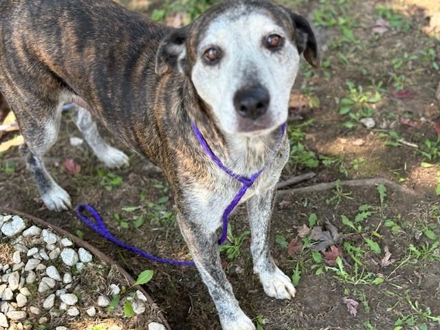 Enlarge NIBBLER, a Adoptable mixed breed in Tulsa, OK image 1/1