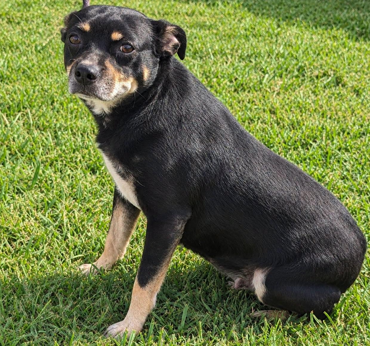Bonnie, Adopted, Senior Female Beagle.