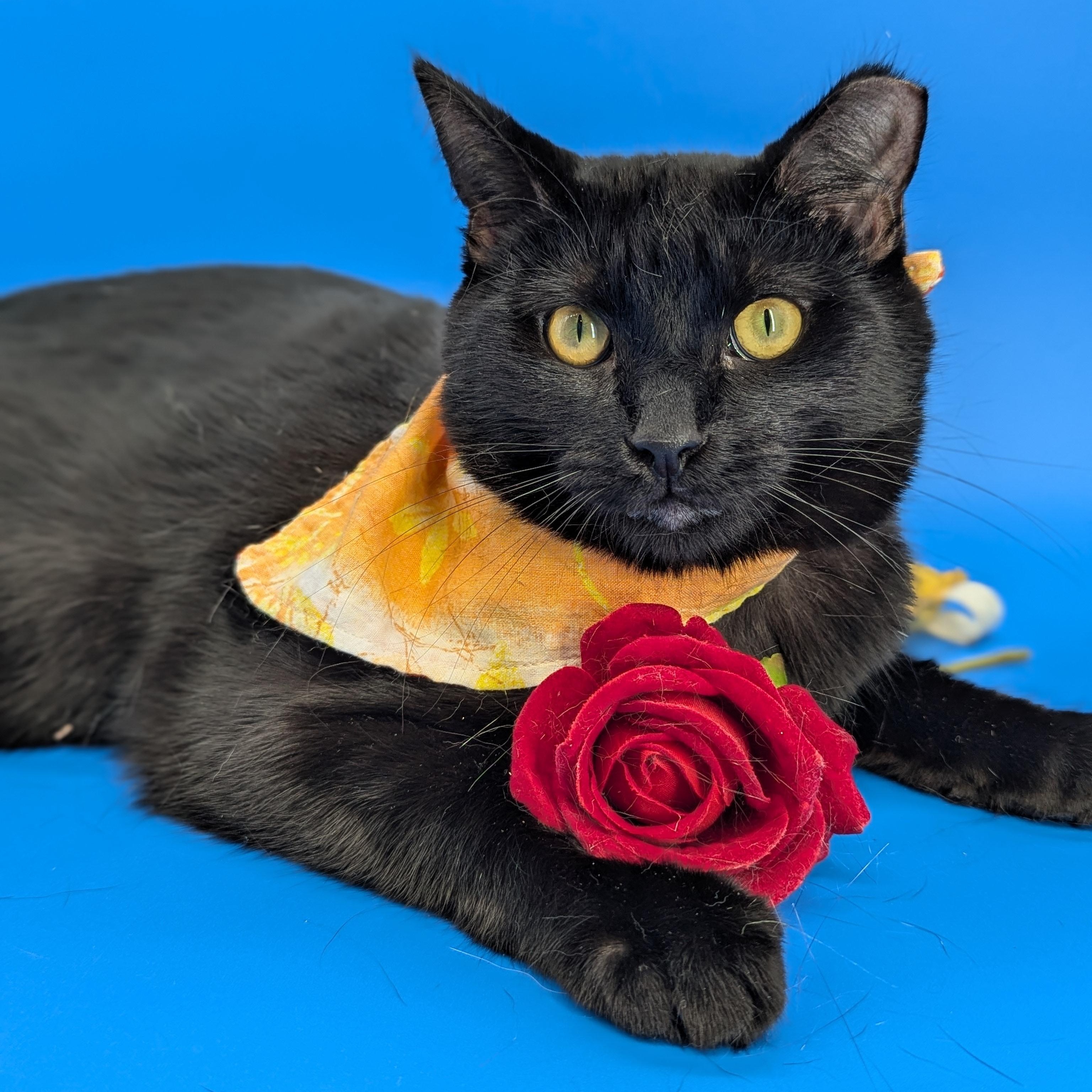 Dimitri (The Gentlest Floof), Adoptable, Young Male Domestic Medium Hair.