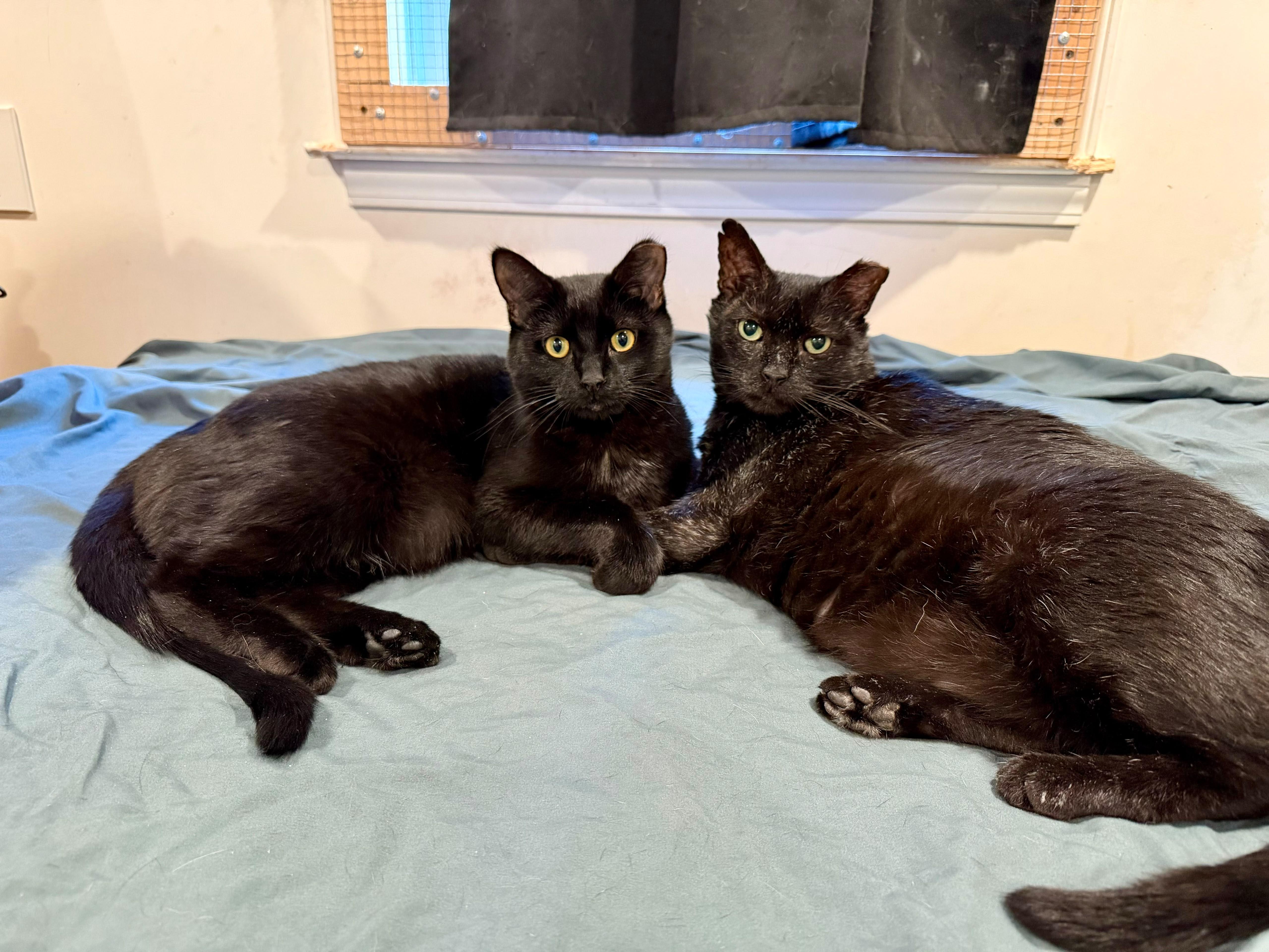 Enlarge Dimitri (The Gentlest Floof), a Adoptable Domestic Medium Hair in Decatur, GA image 4/6
