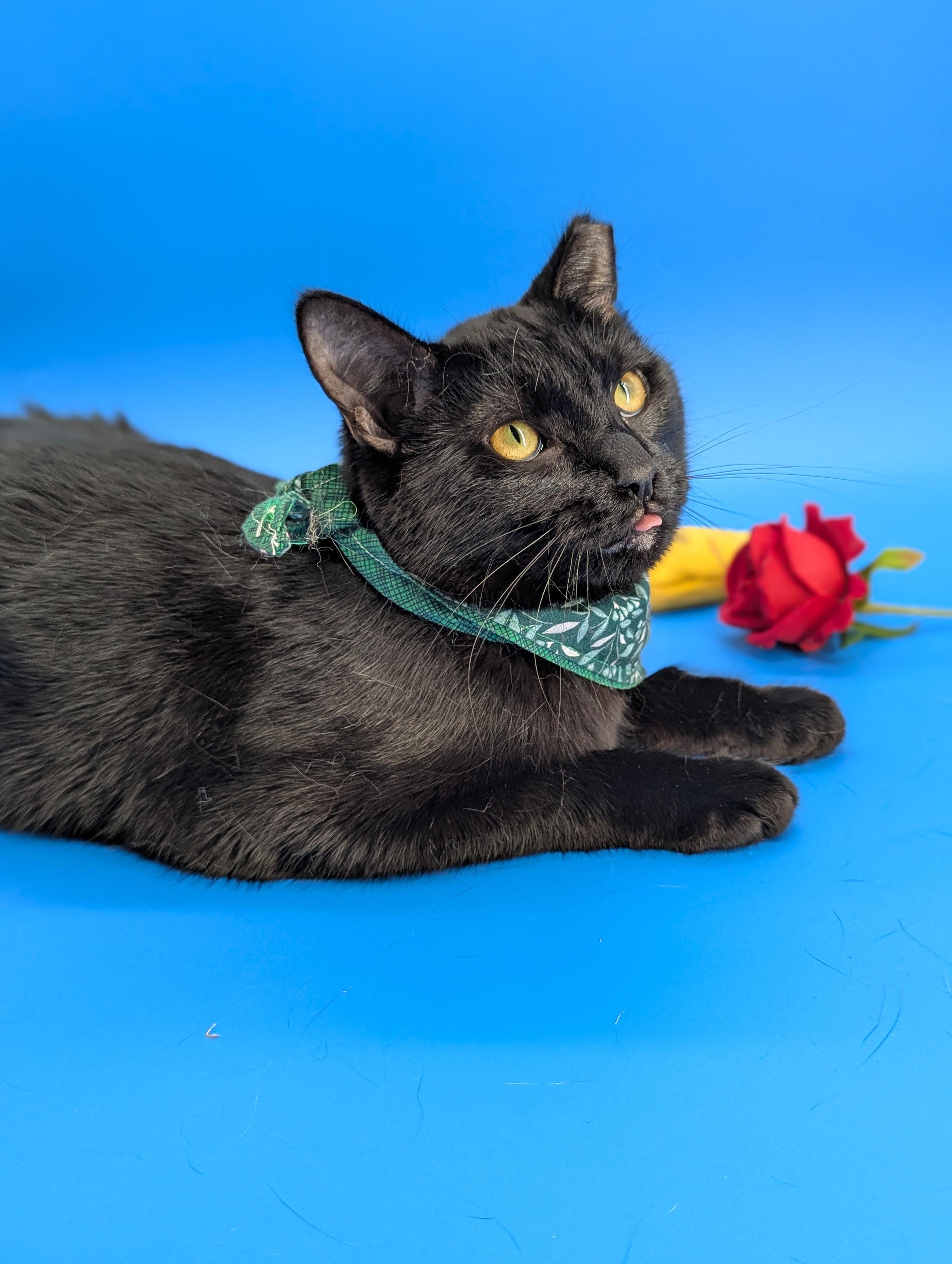 Enlarge Dimitri (The Gentlest Floof), a Adoptable Domestic Medium Hair in Decatur, GA image 6/6