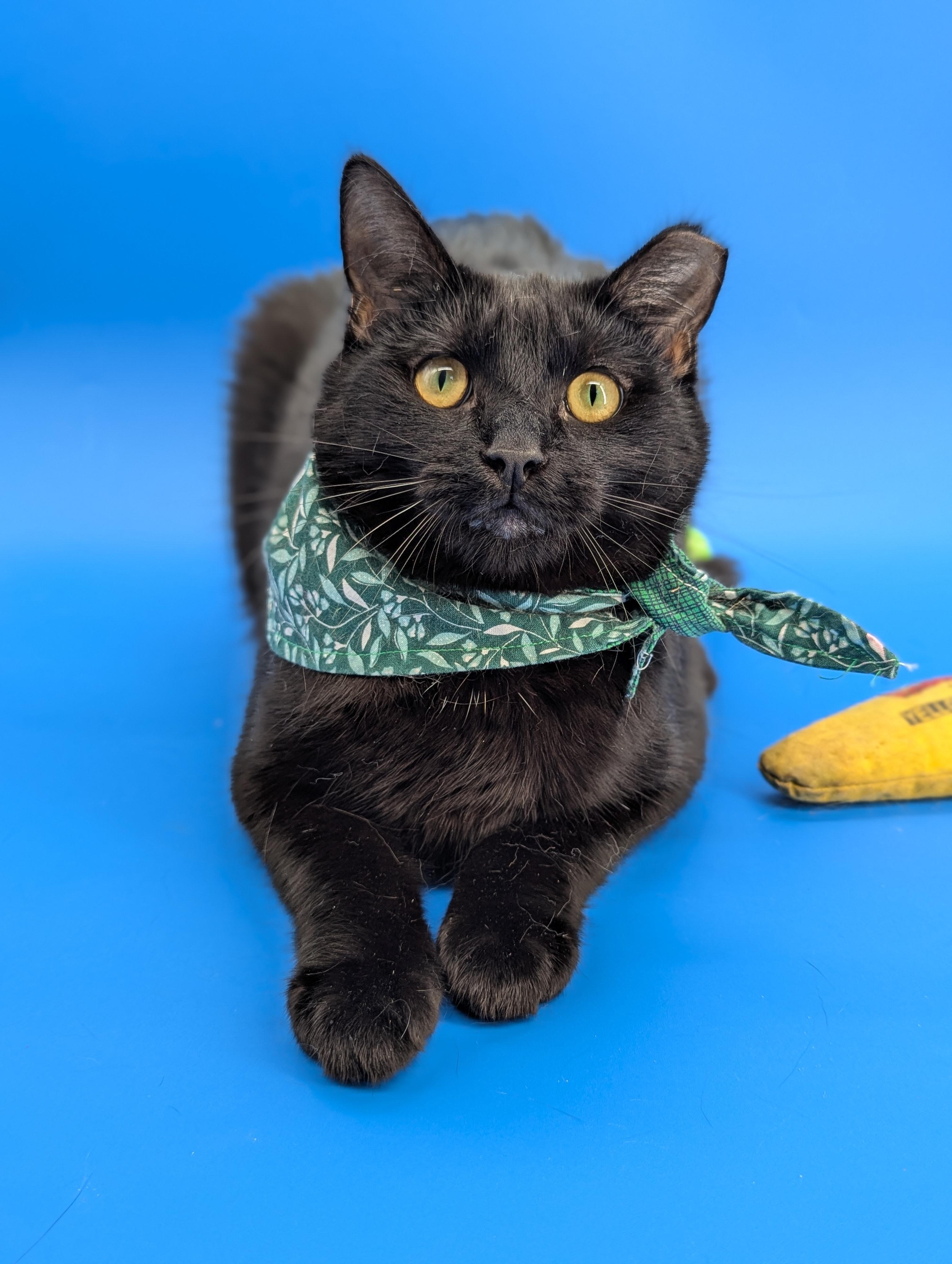 Enlarge Dimitri (The Gentlest Floof), a Adoptable Domestic Medium Hair in Decatur, GA image 5/6