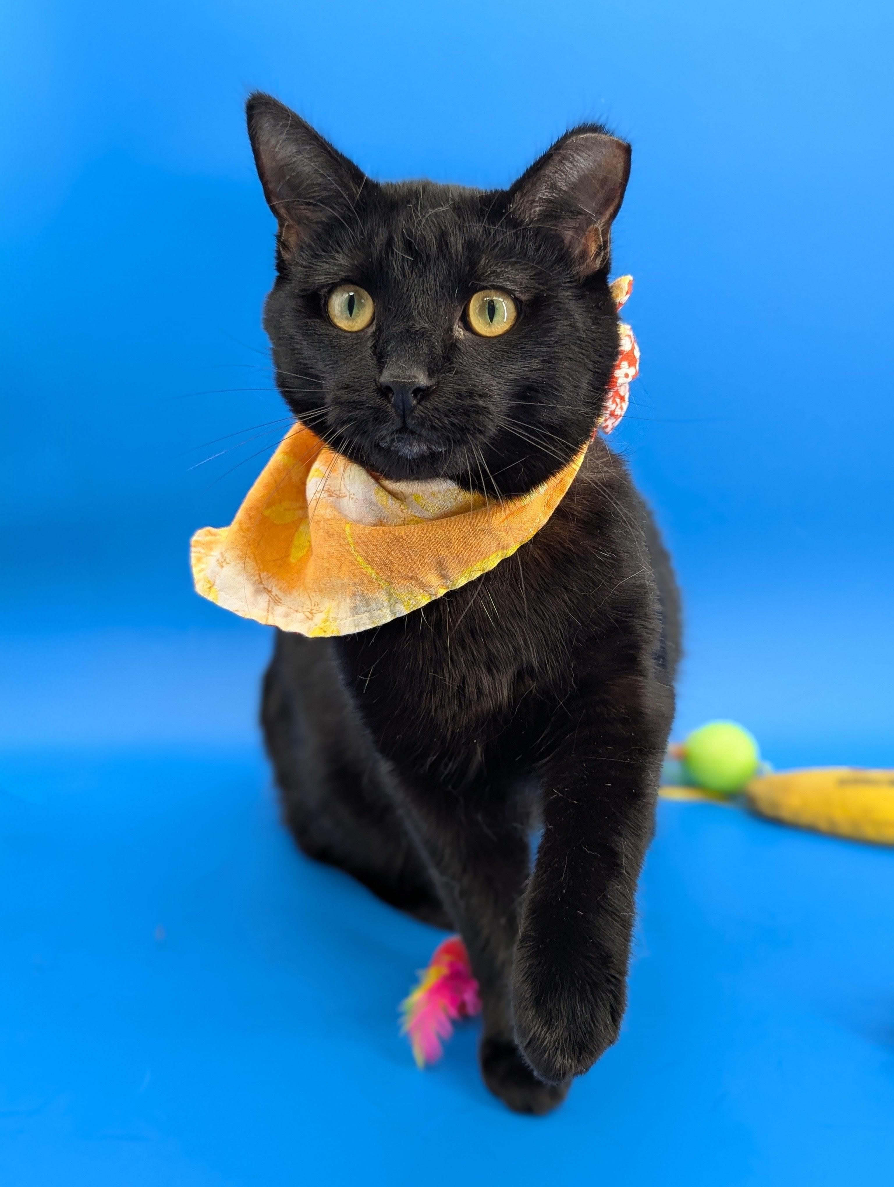 Enlarge Dimitri (The Gentlest Floof), a Adoptable Domestic Medium Hair in Decatur, GA image 2/6