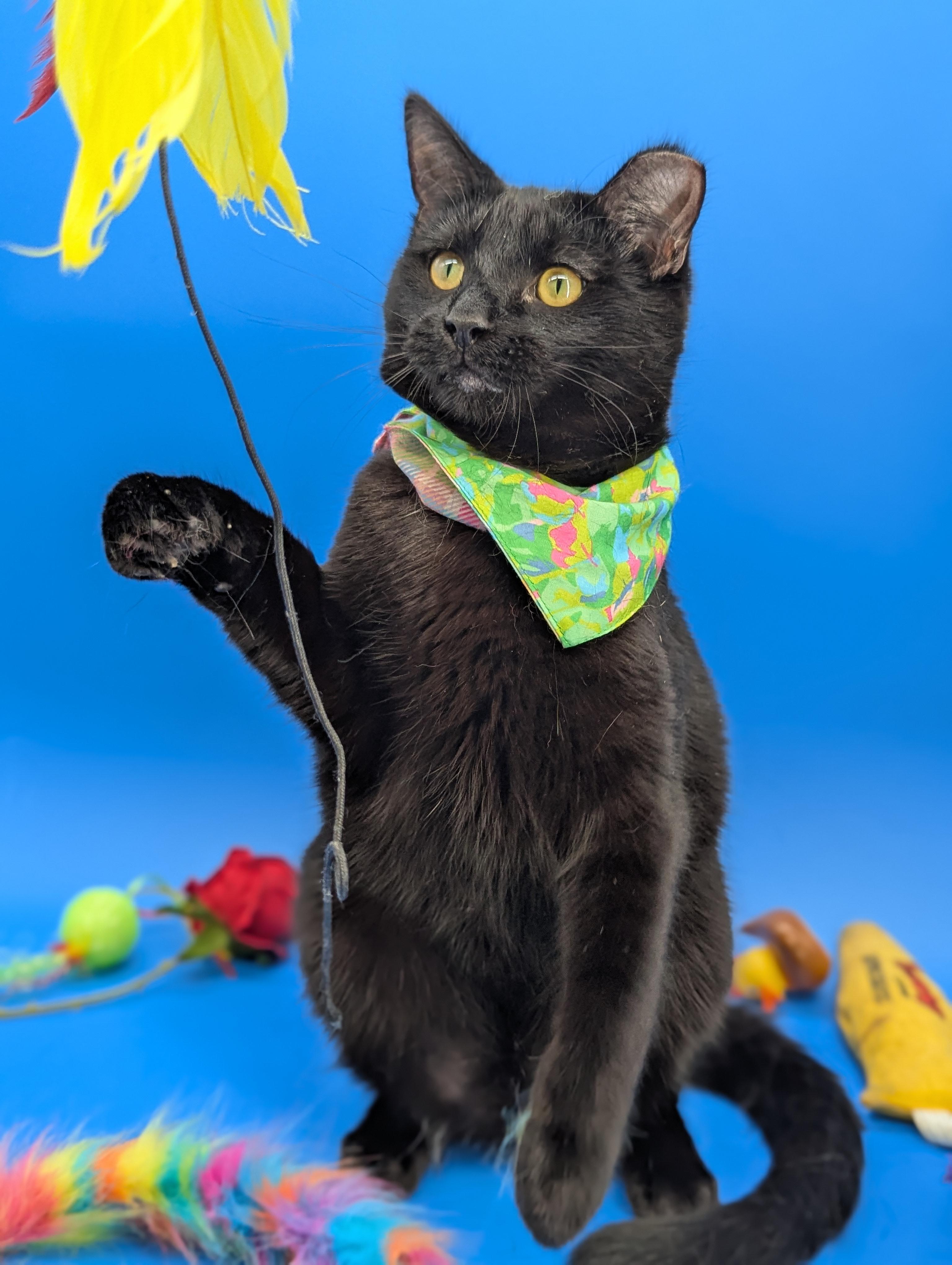 Enlarge Dimitri (The Gentlest Floof), a Adoptable Domestic Medium Hair in Decatur, GA image 3/6