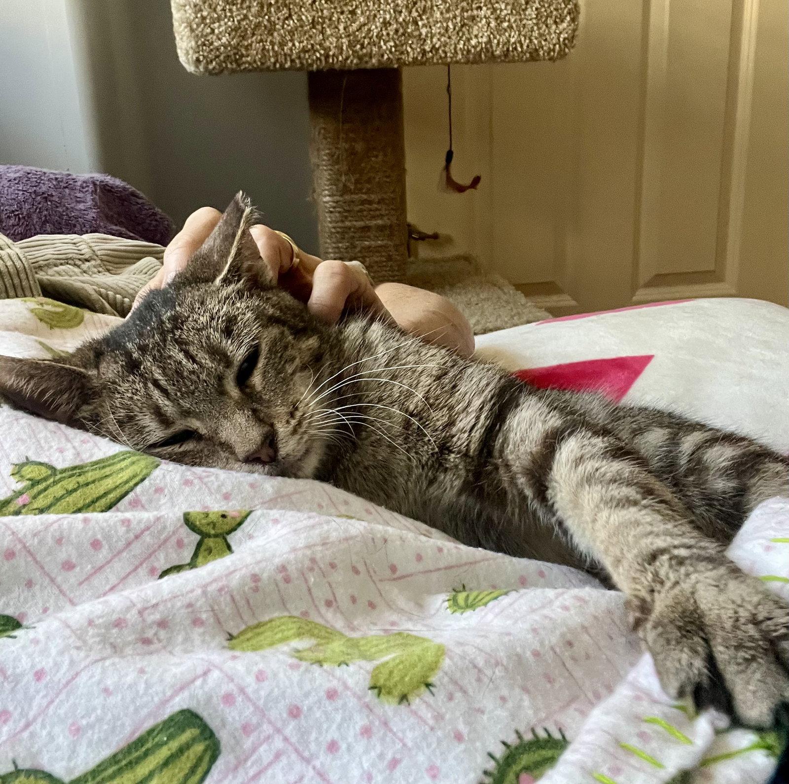 Lucy (FCID# 07/23/2025 - 80) C, Adoptable, Adult Female Tabby.