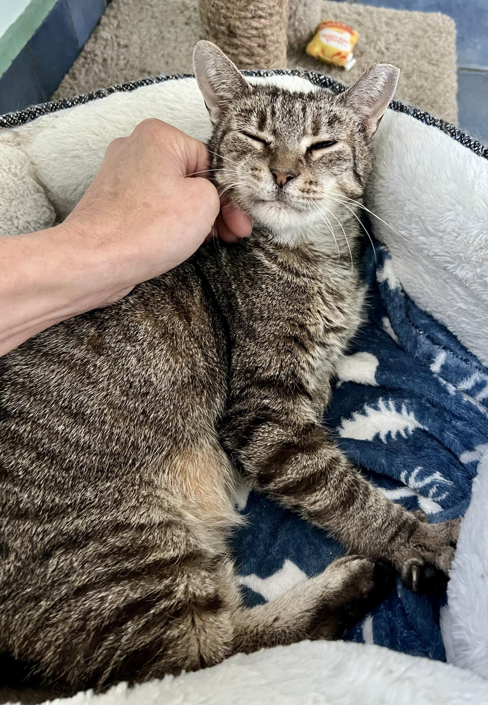 Enlarge Lucy (FCID# 07/23/2025 - 80) C, a Adoptable Tabby in Greenville, DE image 3/6