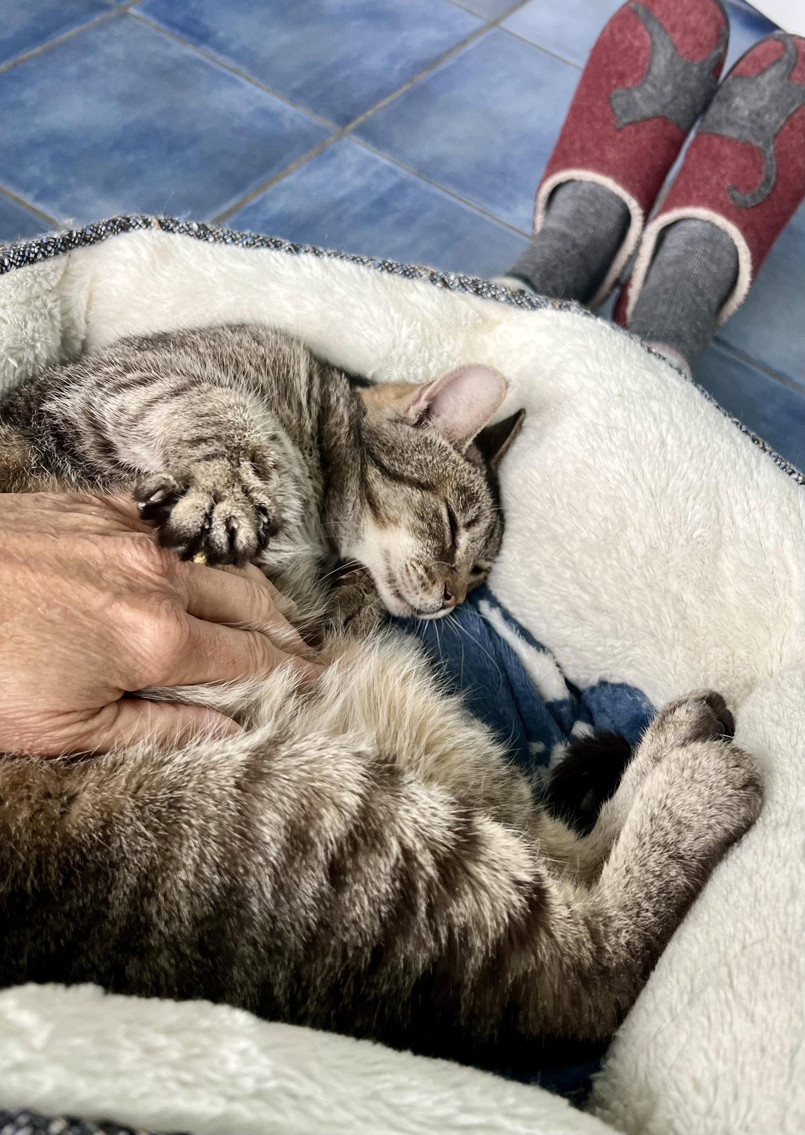 Enlarge Lucy (FCID# 07/23/2025 - 80) C, a Adoptable Tabby in Greenville, DE image 2/6