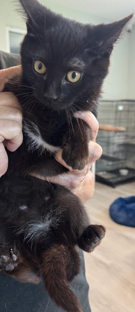 Star, Adoptable, Kitten Female Domestic Short Hair.