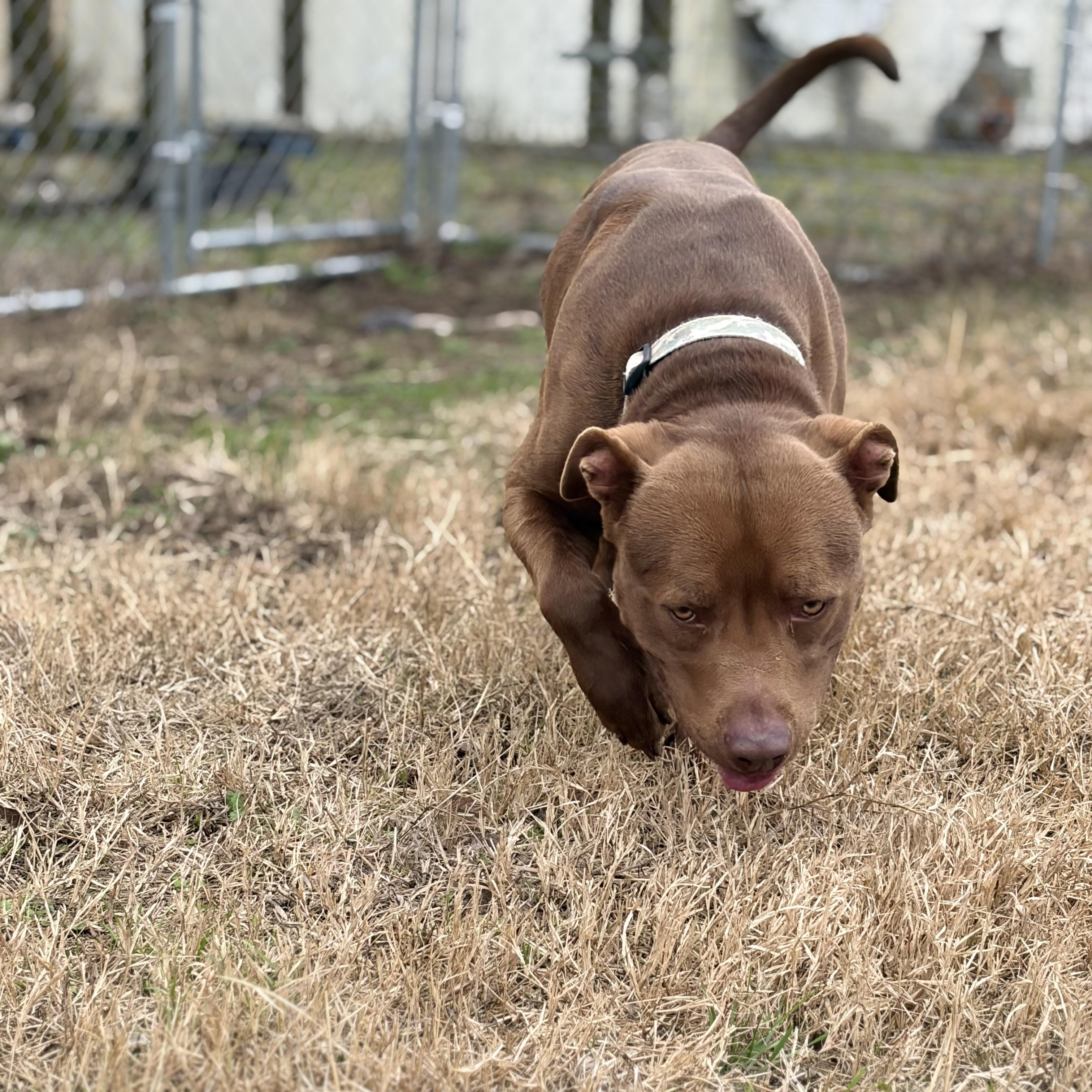 Enlarge Rusty, a Adoptable mixed breed in Denver, CO image 3/6