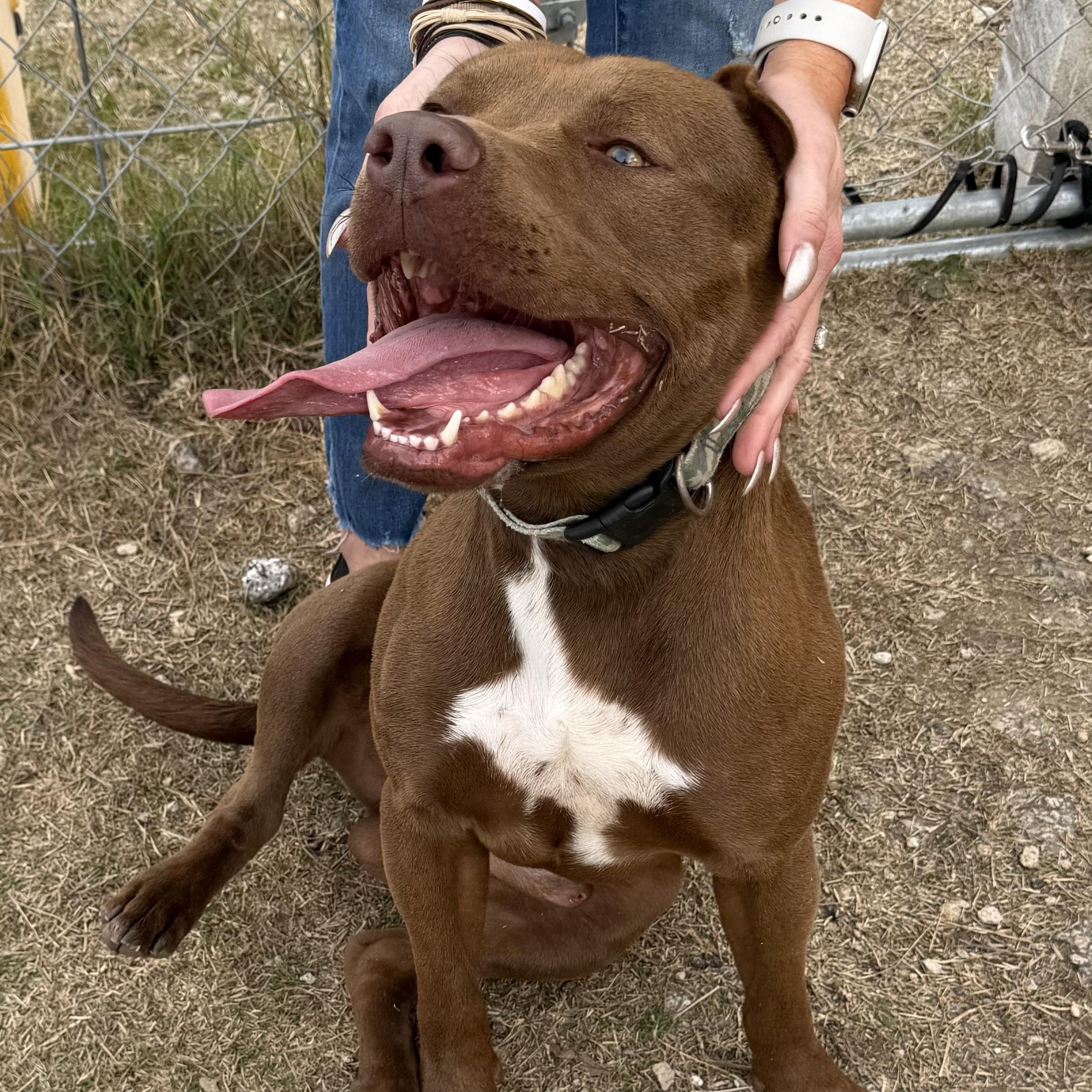 Enlarge Rusty, a Adoptable mixed breed in Denver, CO image 4/6