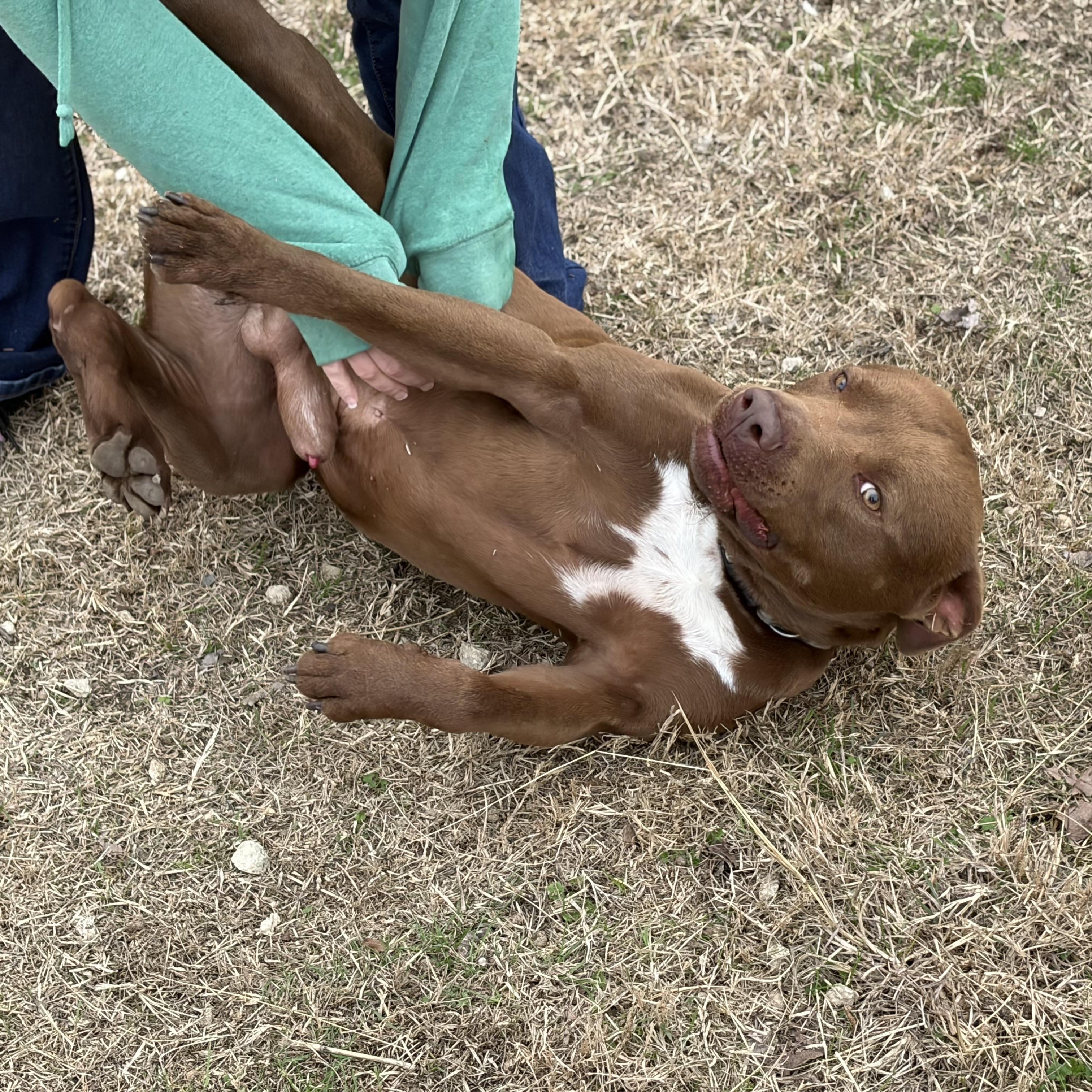 Enlarge Rusty, a Adoptable mixed breed in Denver, CO image 6/6