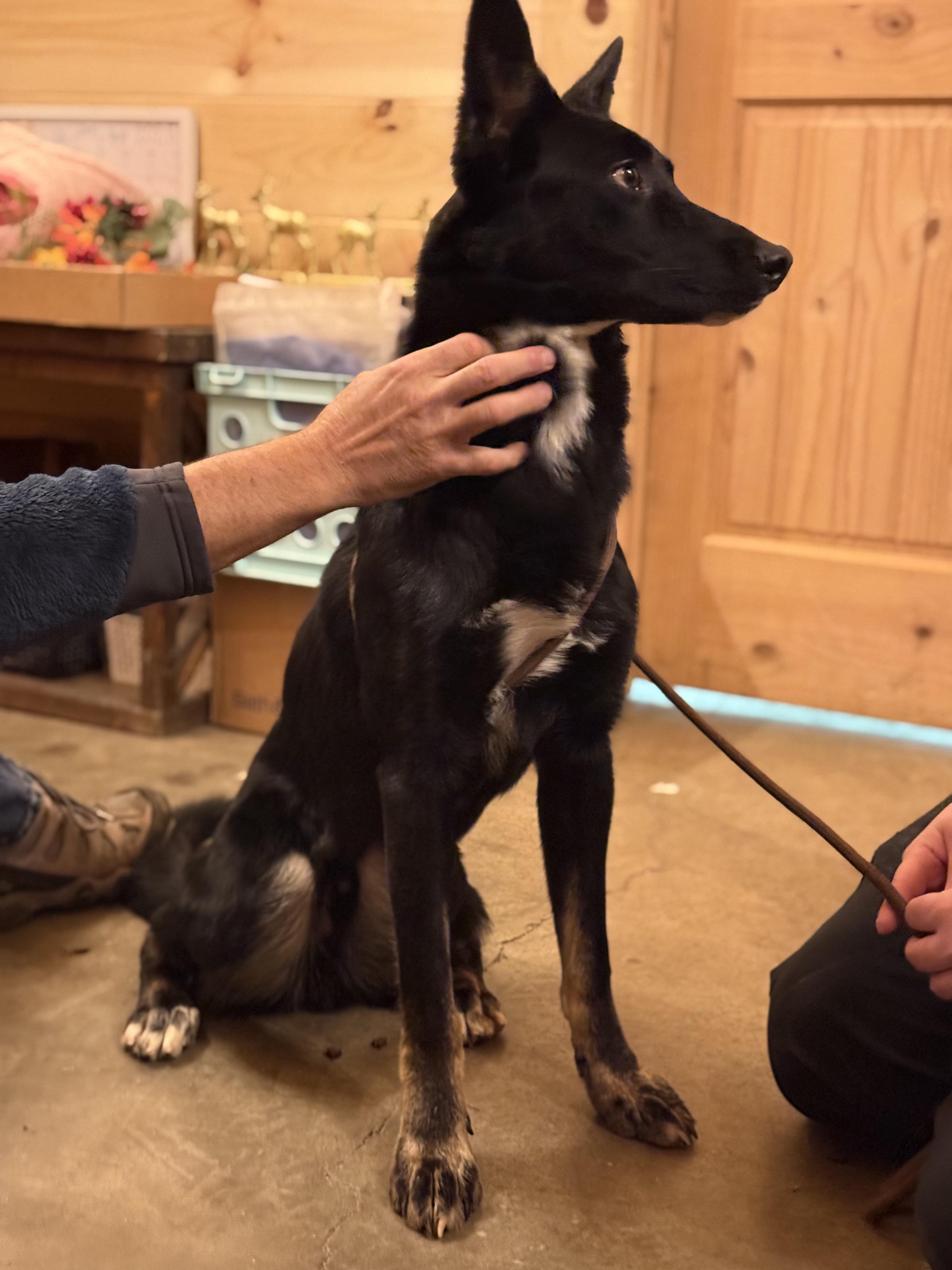 Enlarge Mufasa, an adopted mixed breed in Chuckey, TN image 4/6