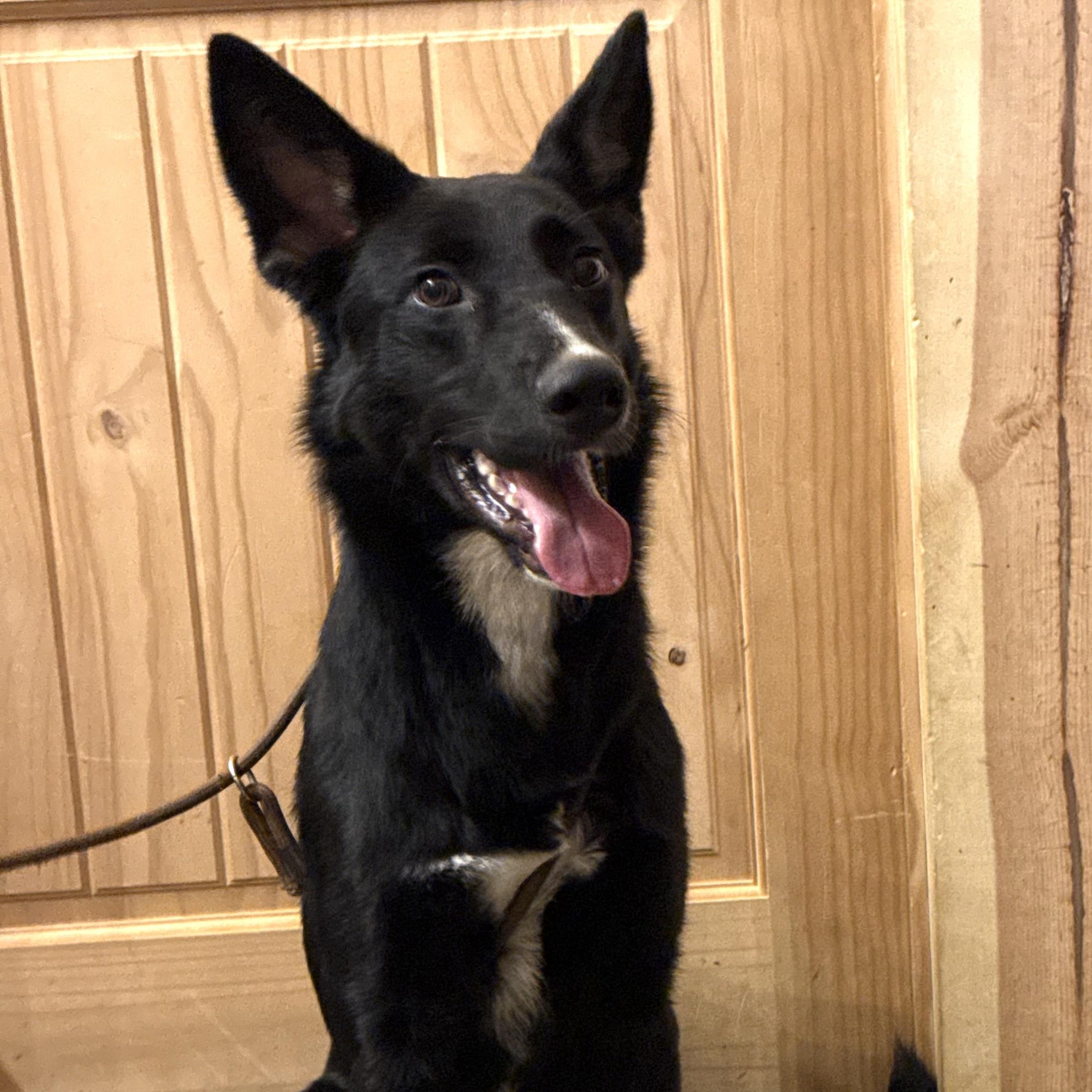 Enlarge Mufasa, an adopted mixed breed in Chuckey, TN image 1/6