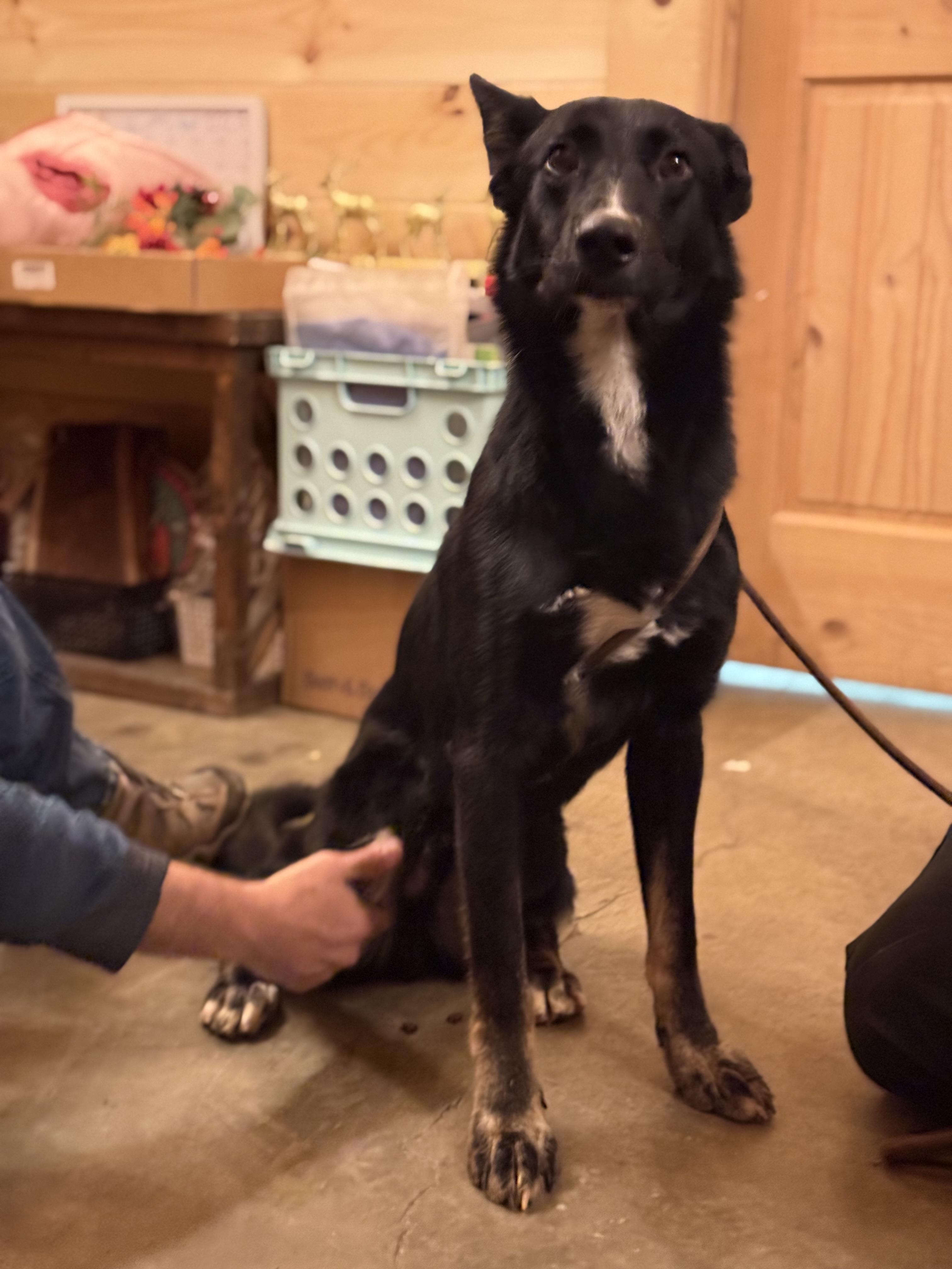 Enlarge Mufasa, an adopted mixed breed in Chuckey, TN image 2/6