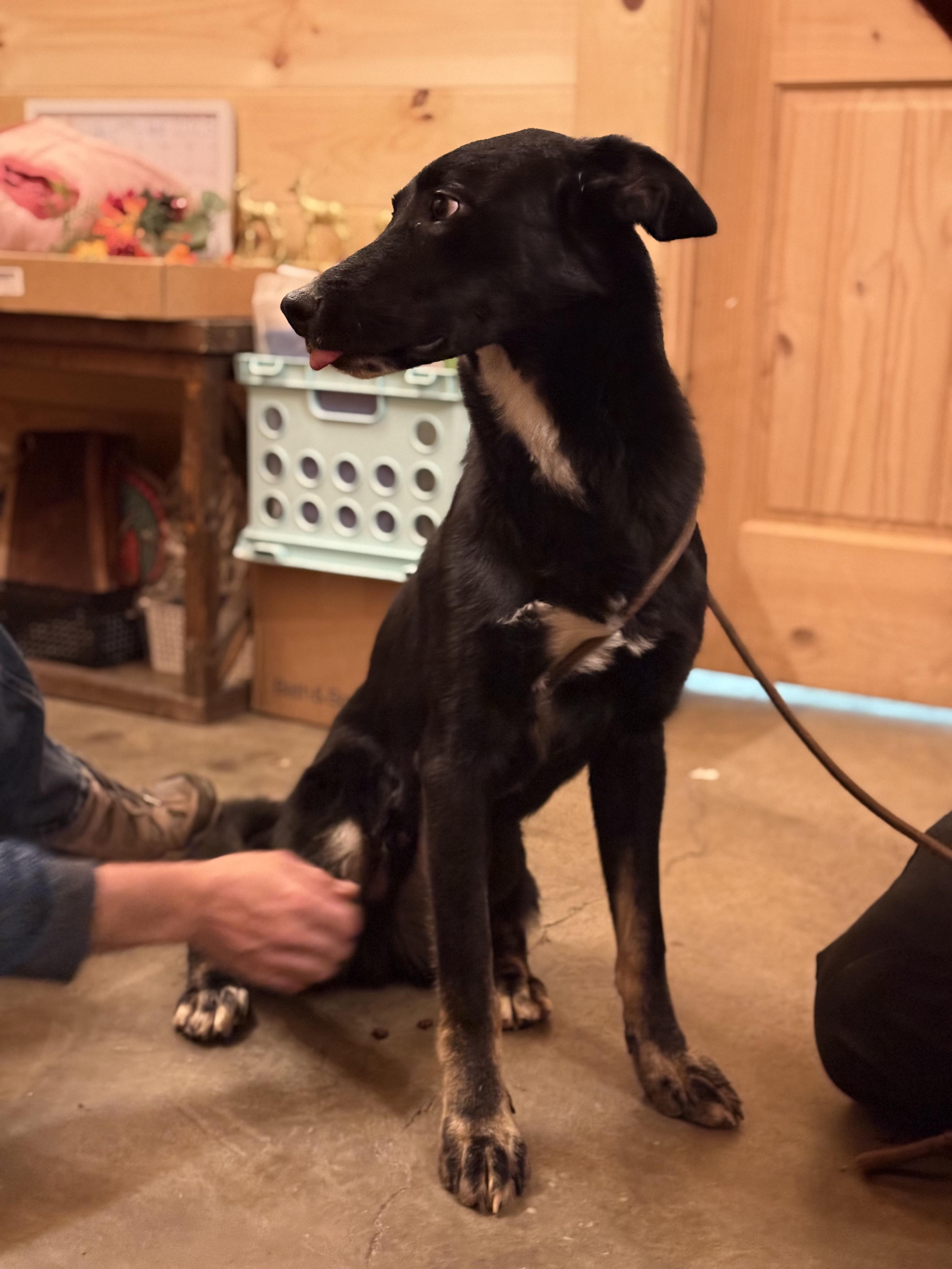 Enlarge Mufasa, an adopted mixed breed in Chuckey, TN image 3/6