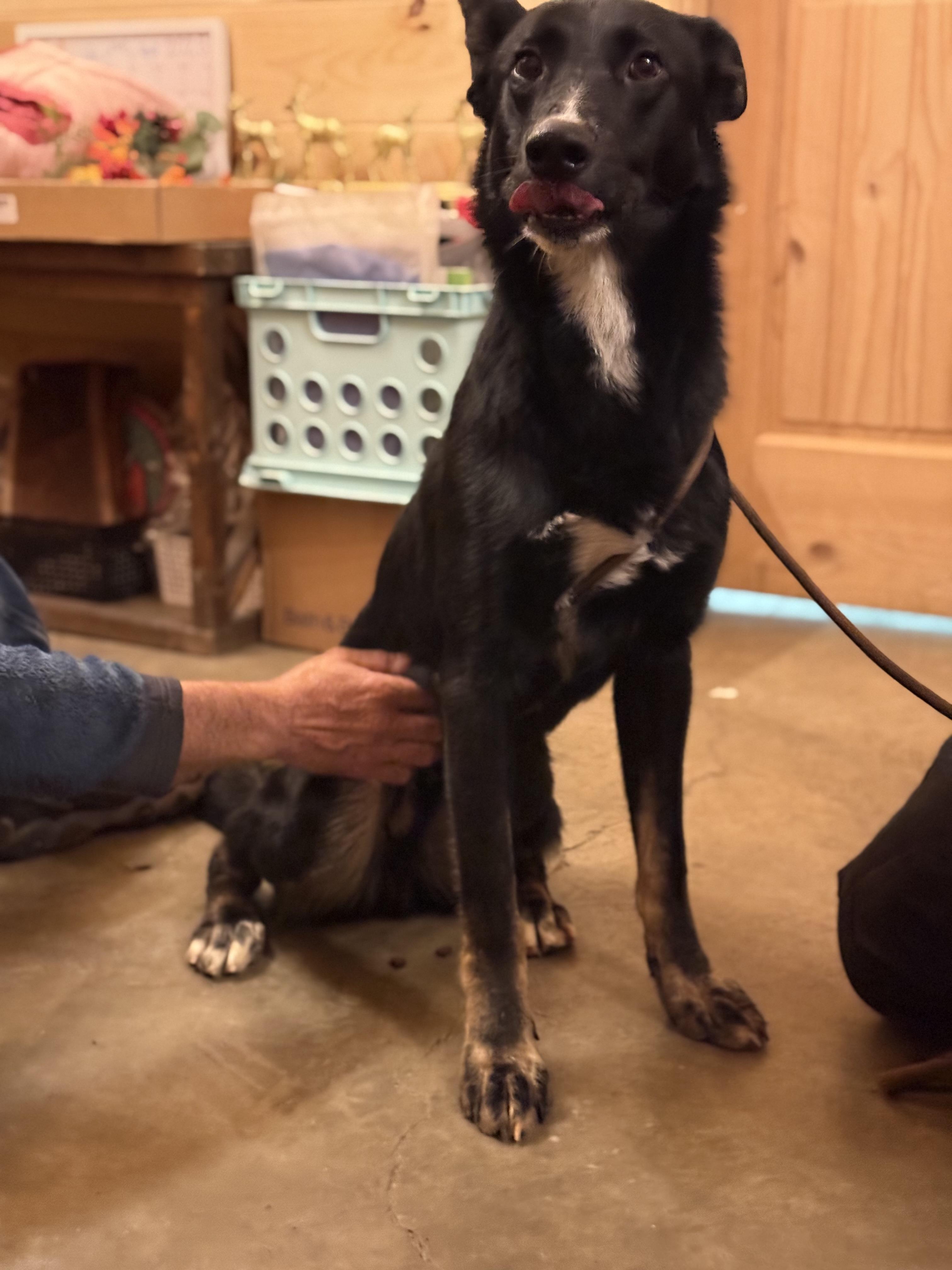 Enlarge Mufasa, an adopted mixed breed in Chuckey, TN image 5/6