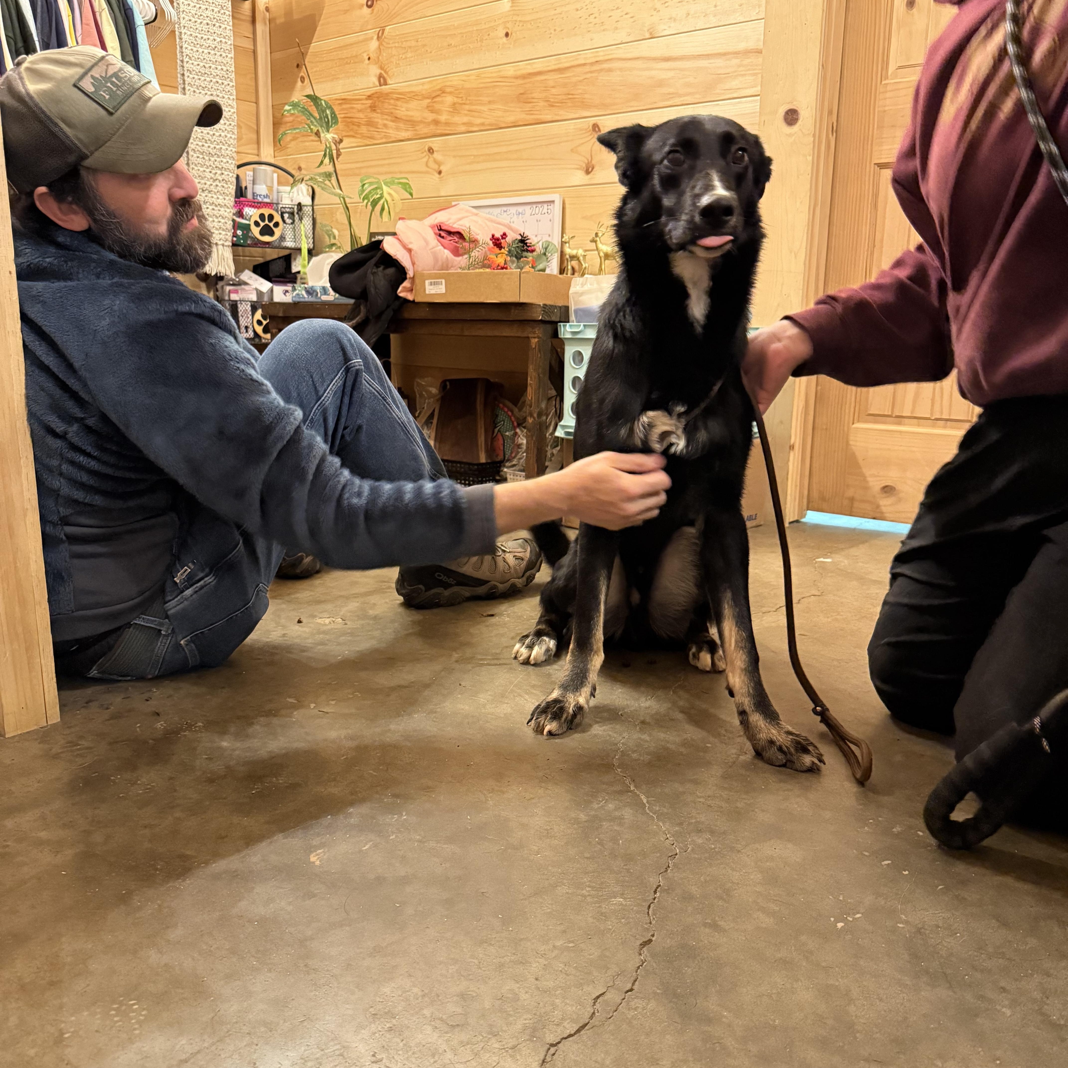 Enlarge Mufasa, an adopted mixed breed in Chuckey, TN image 6/6