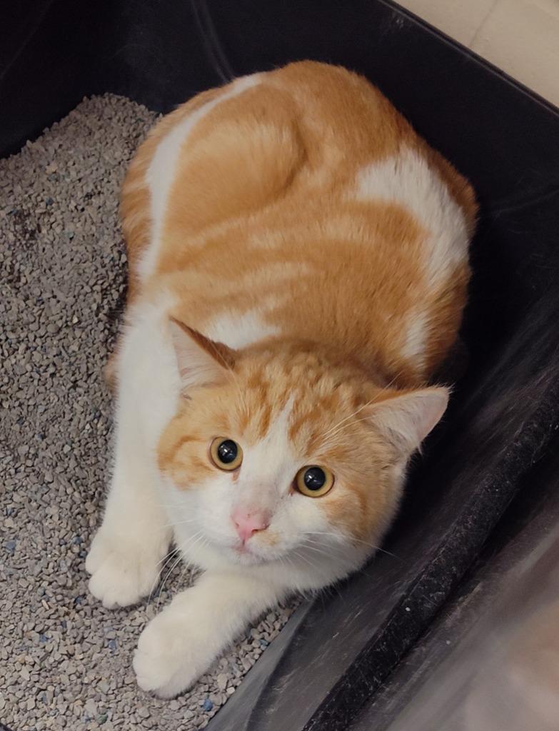 Enlarge Noah Kahan - Working Cat, a Adoptable mixed breed in Grand Forks, ND image 1/1