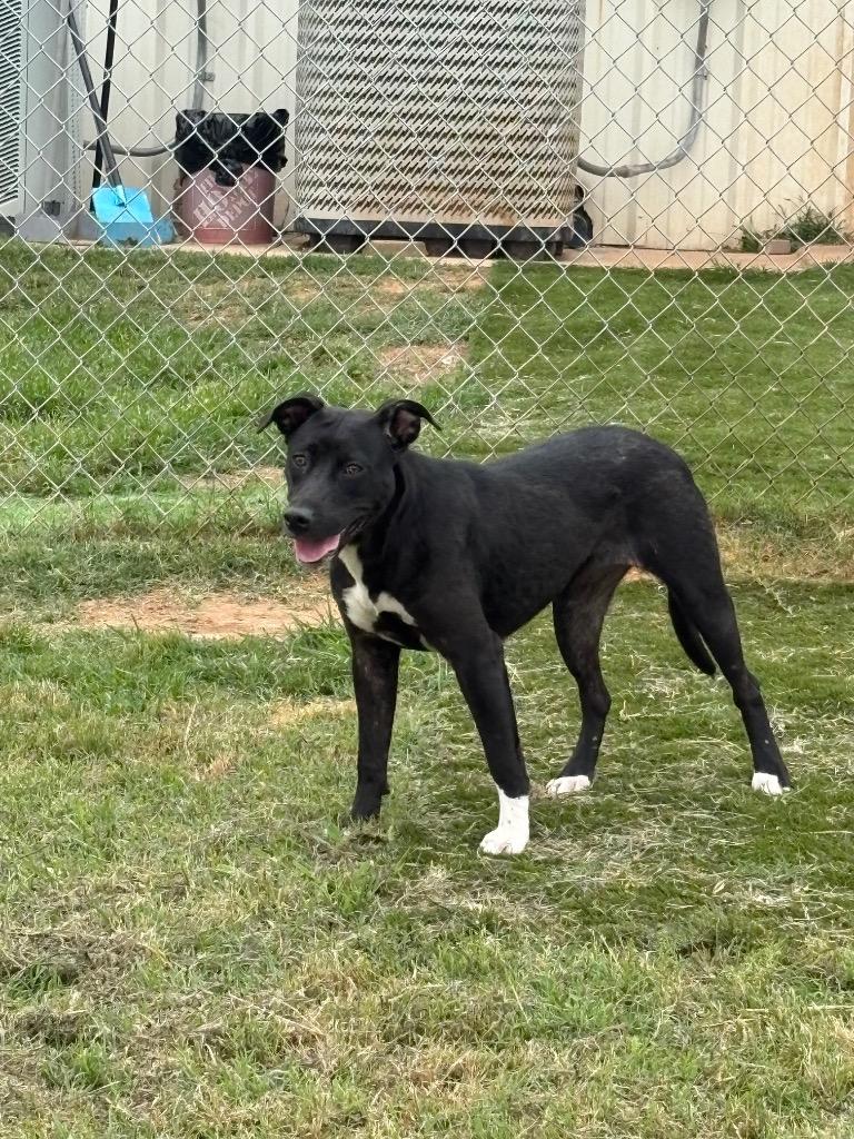Enlarge Mary Lou, a Adoptable Mixed Breed in Bossier City, LA image 1/6
