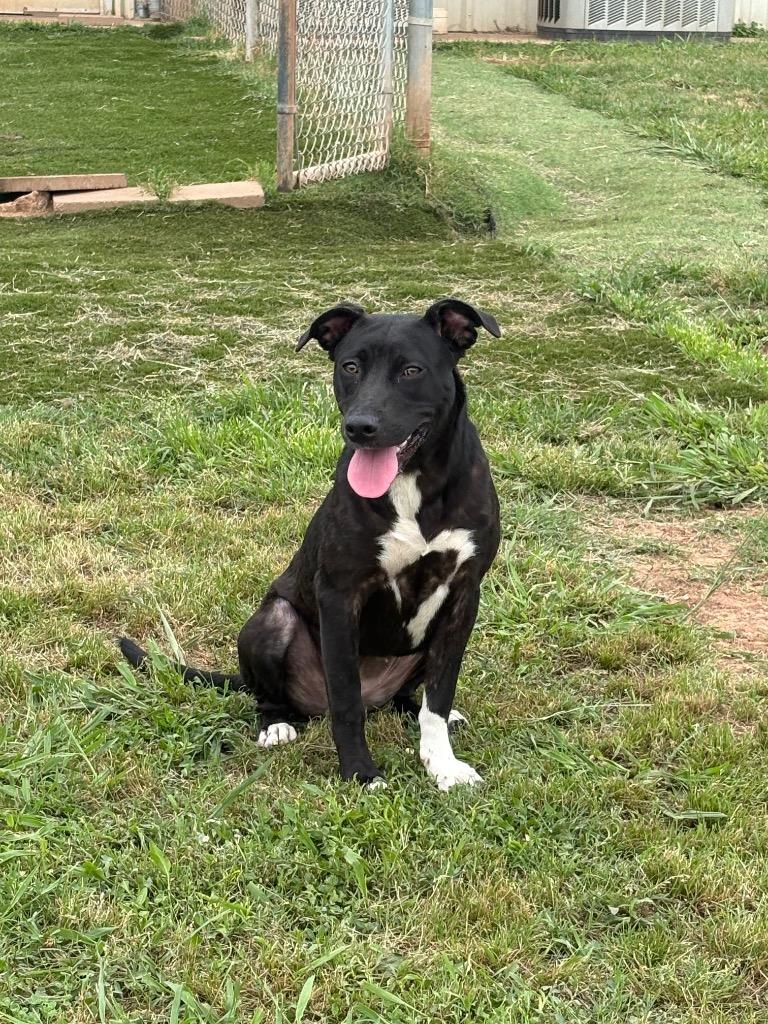 Enlarge Mary Lou, a Adoptable Mixed Breed in Bossier City, LA image 2/6