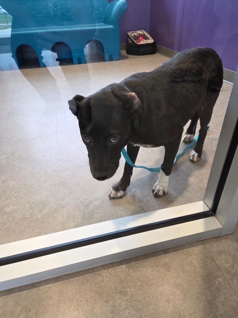 Enlarge Mary Lou, a Adoptable Mixed Breed in Bossier City, LA image 3/6