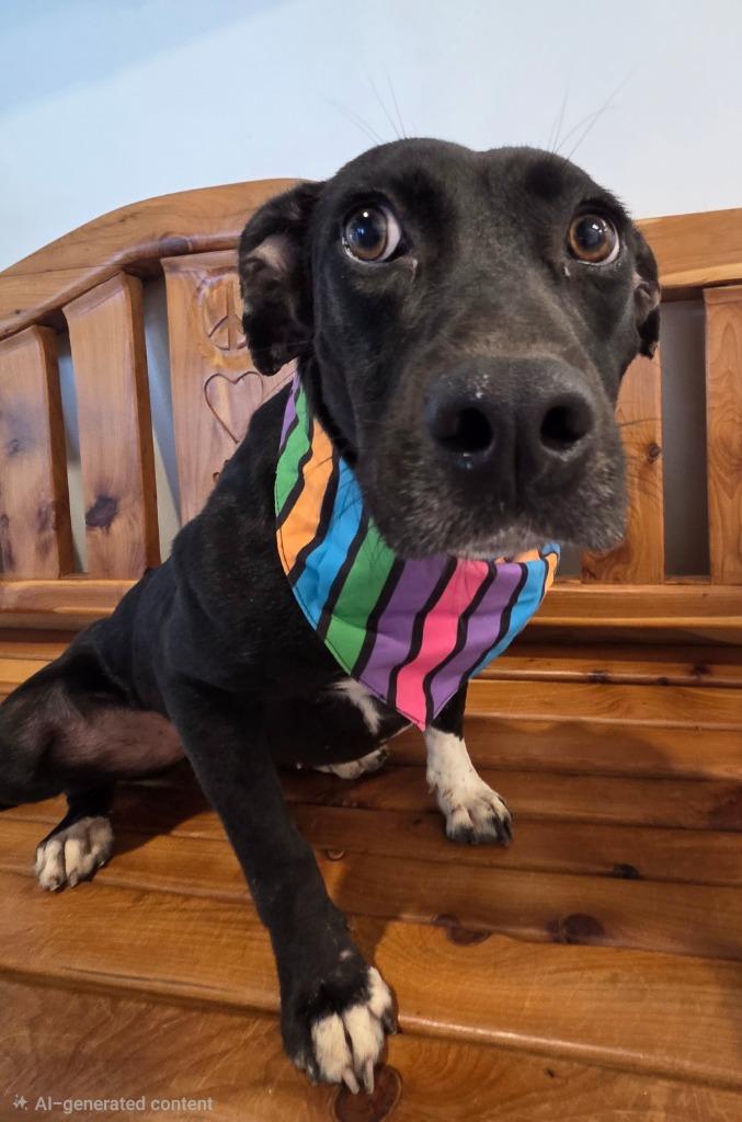 Enlarge Mary Lou, a Adoptable Mixed Breed in Bossier City, LA image 4/6