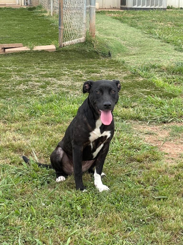 Enlarge Mary Lou, a Adoptable Mixed Breed in Bossier City, LA image 4/6