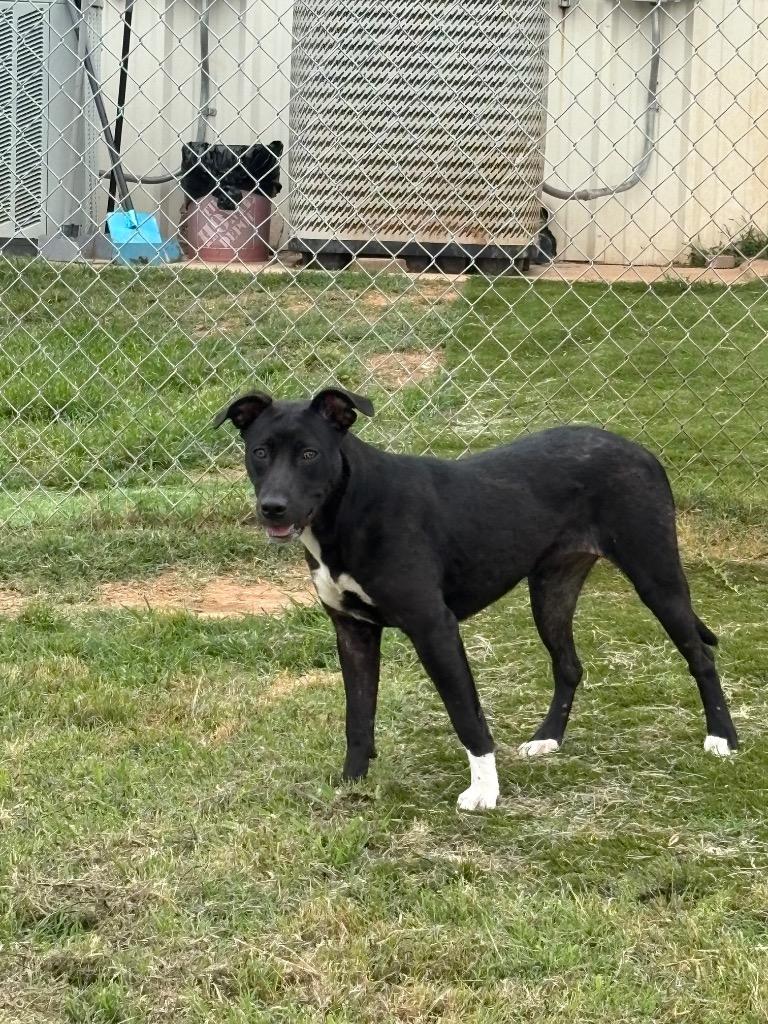 Enlarge Mary Lou, a Adoptable Mixed Breed in Bossier City, LA image 5/6