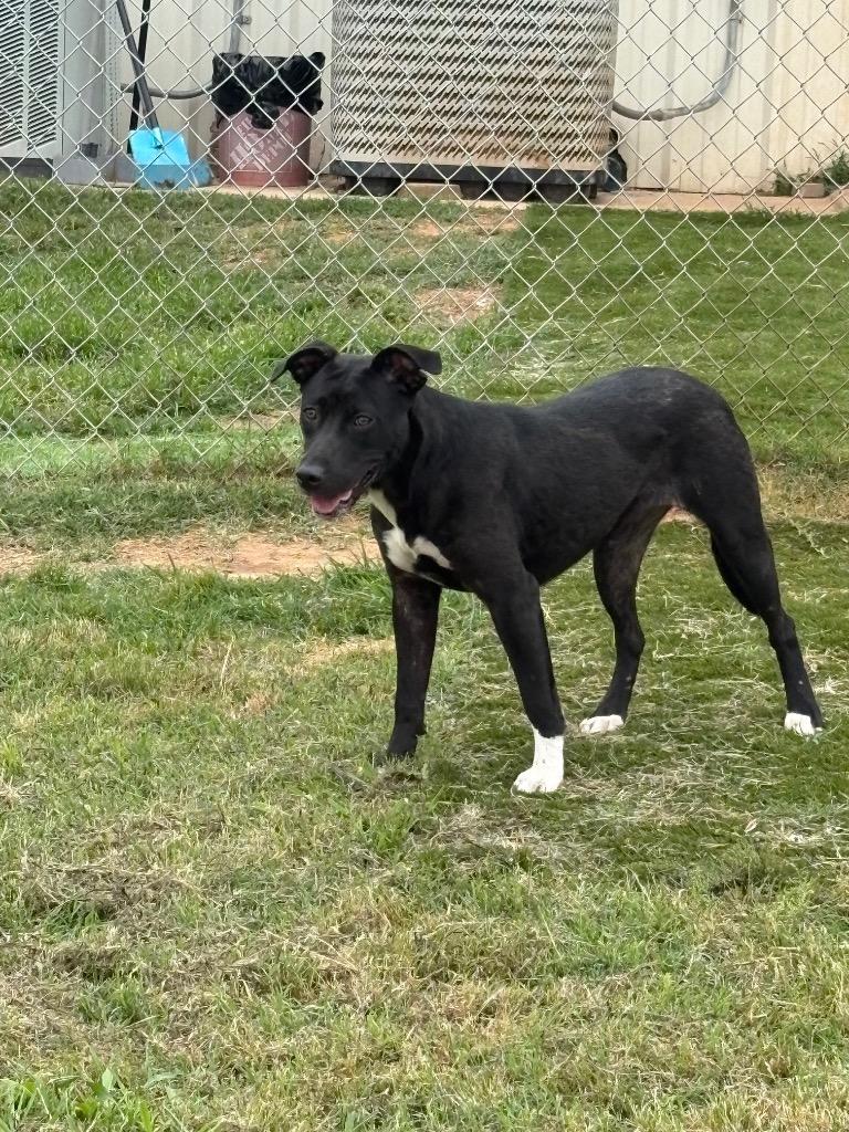 Enlarge Mary Lou, a Adoptable Mixed Breed in Bossier City, LA image 6/6