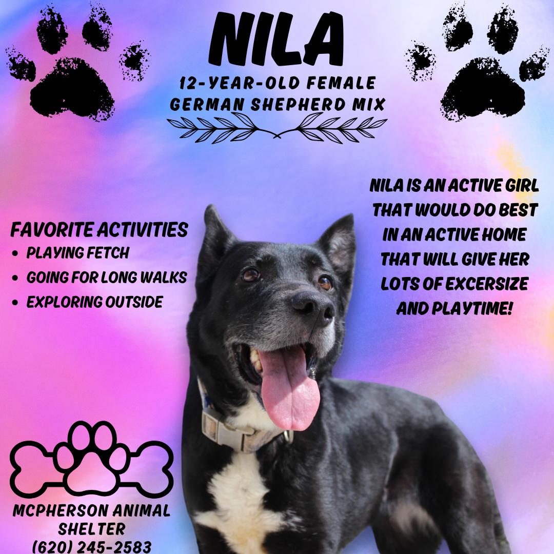 Nila Anne Marie, Senior Female German Shepherd Dog