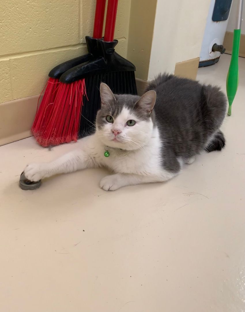 Mouse, Adoptable, Adult Male Domestic Short Hair.