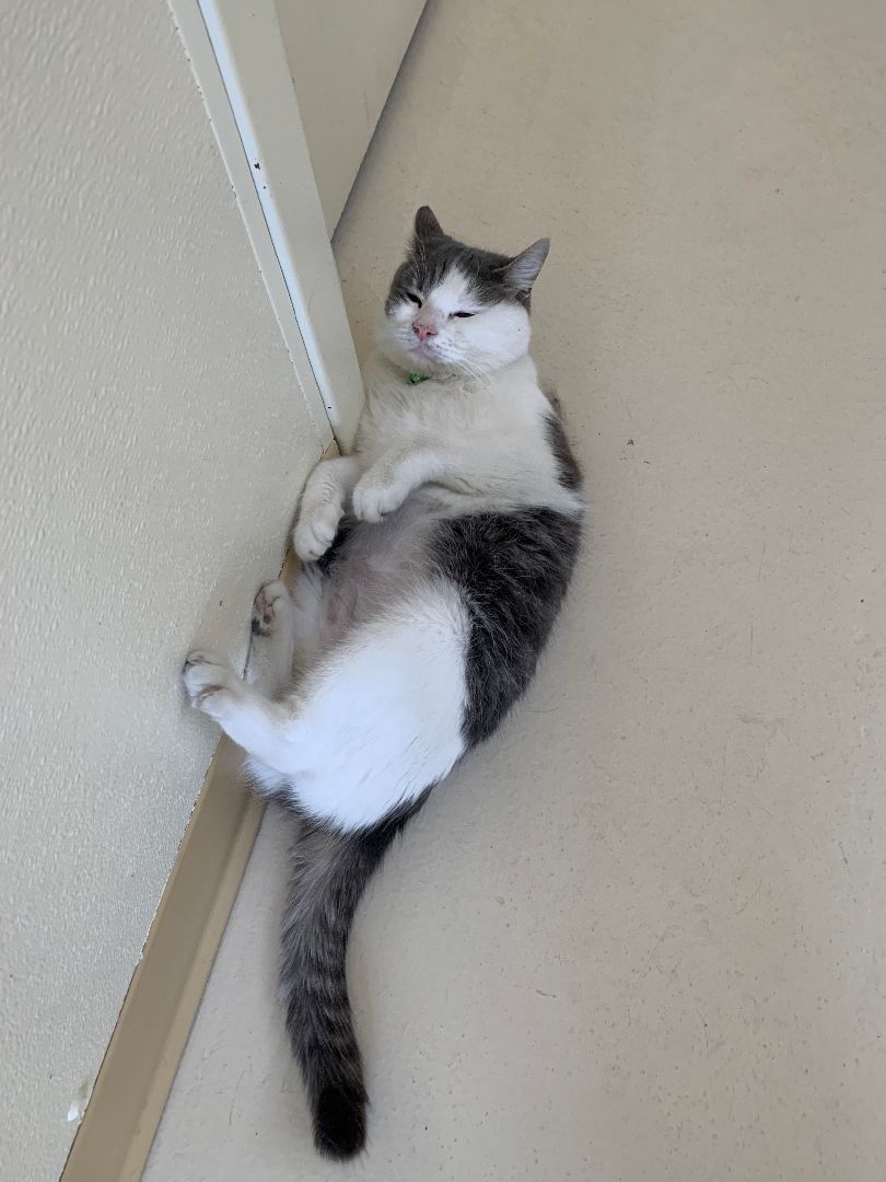 Mouse — thumbnail 2