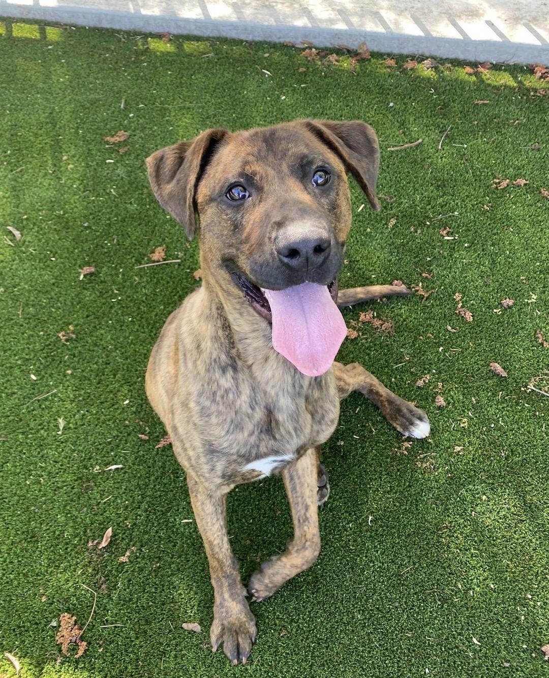 Enlarge Monkey, a Adoptable mixed breed in San Francisco, CA image 2/4