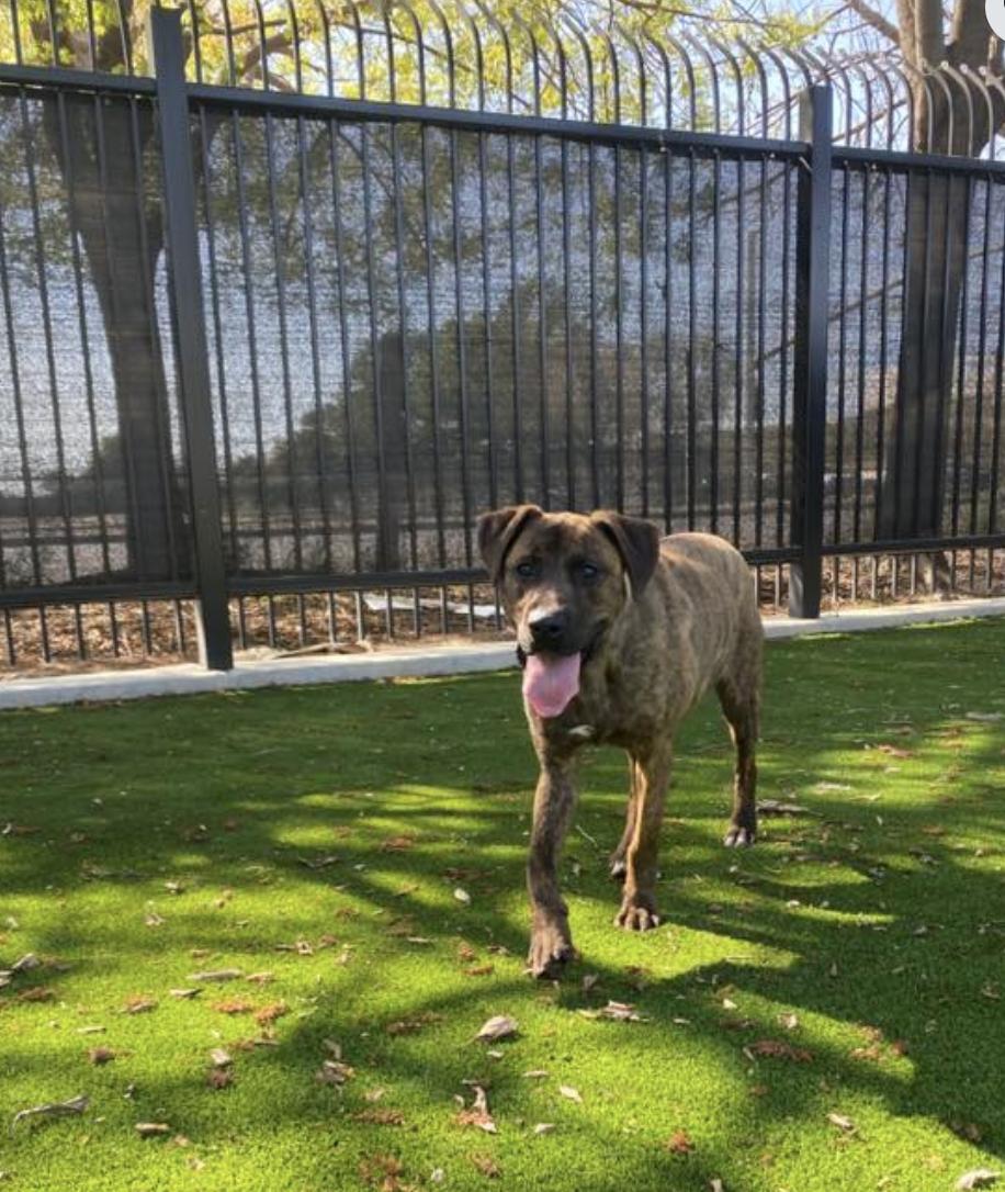 Enlarge Monkey, a Adoptable mixed breed in San Francisco, CA image 3/4