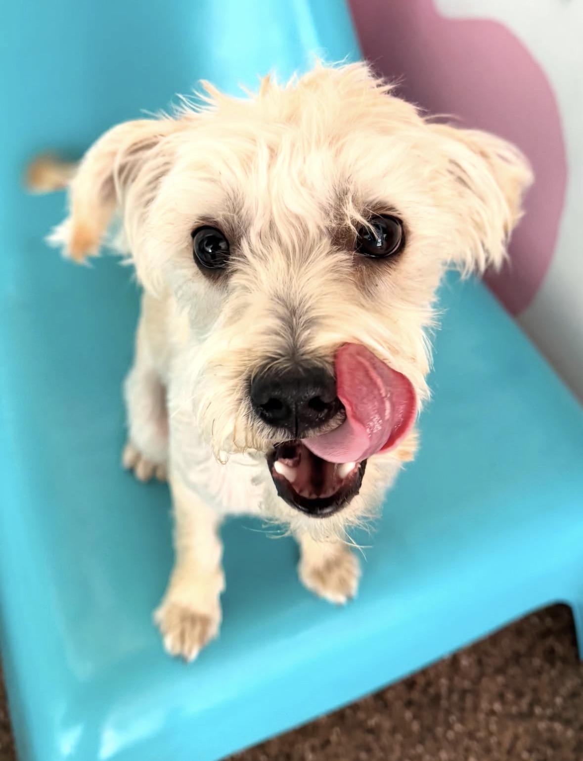 Enlarge Milo, a ADOPTABLE mixed breed in Pasadena, CA image 3/4