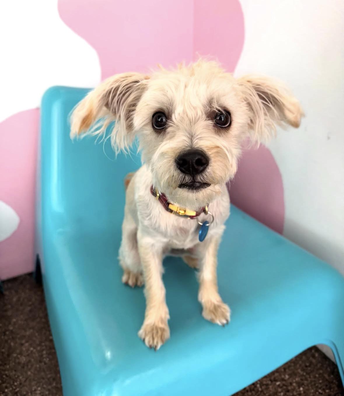 Milo, ADOPTABLE, Young Male Maltese.