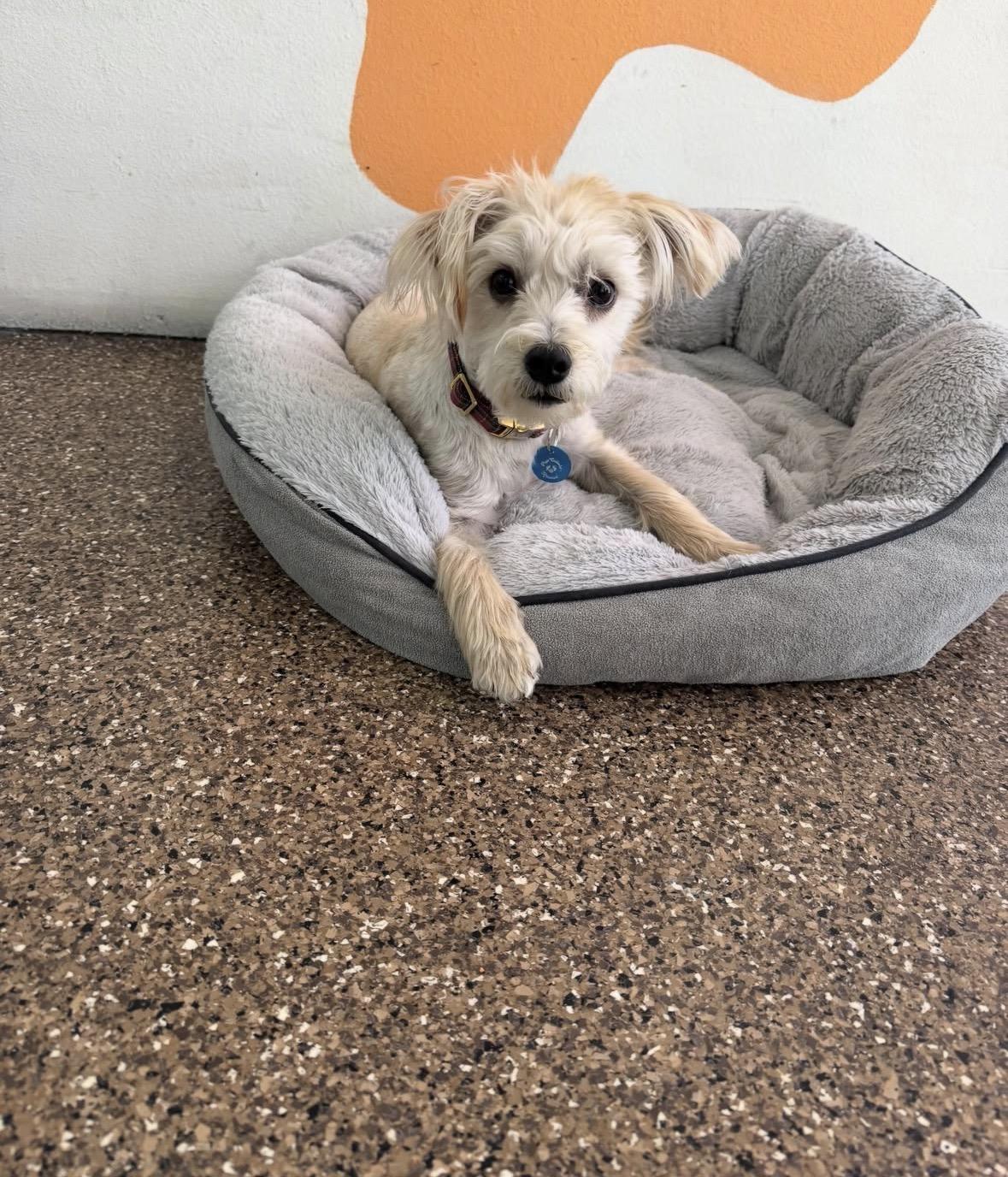 Enlarge Milo, a ADOPTABLE mixed breed in Pasadena, CA image 4/4