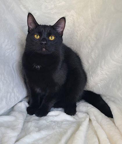 6686 (Karma), Adoptable, Young Male Domestic Short Hair.