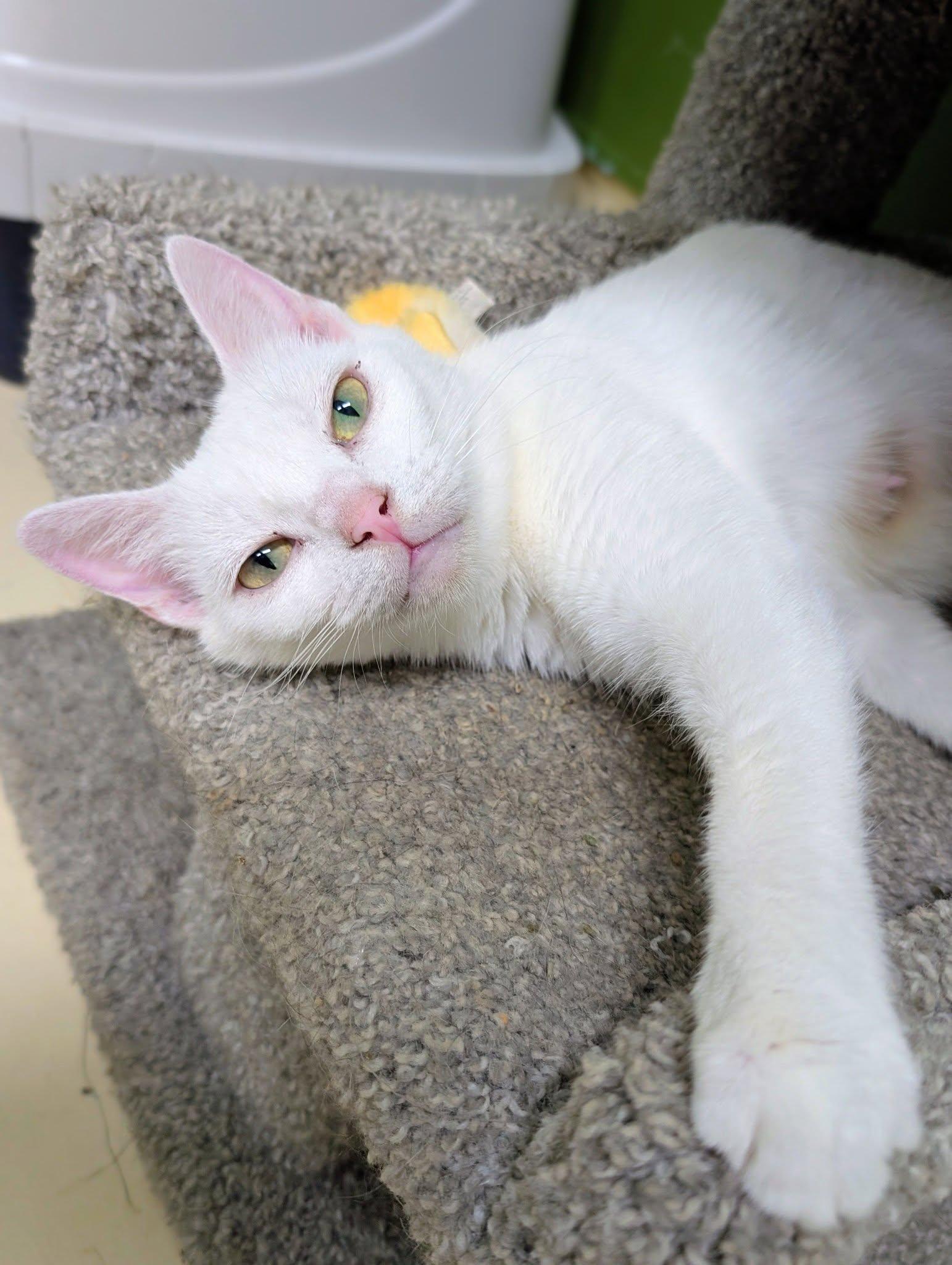 Enlarge Lady Marmalade, a ADOPTABLE Domestic Short Hair in Newburgh, IN image 1/1